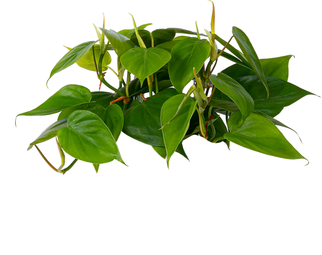 Heartleaf
