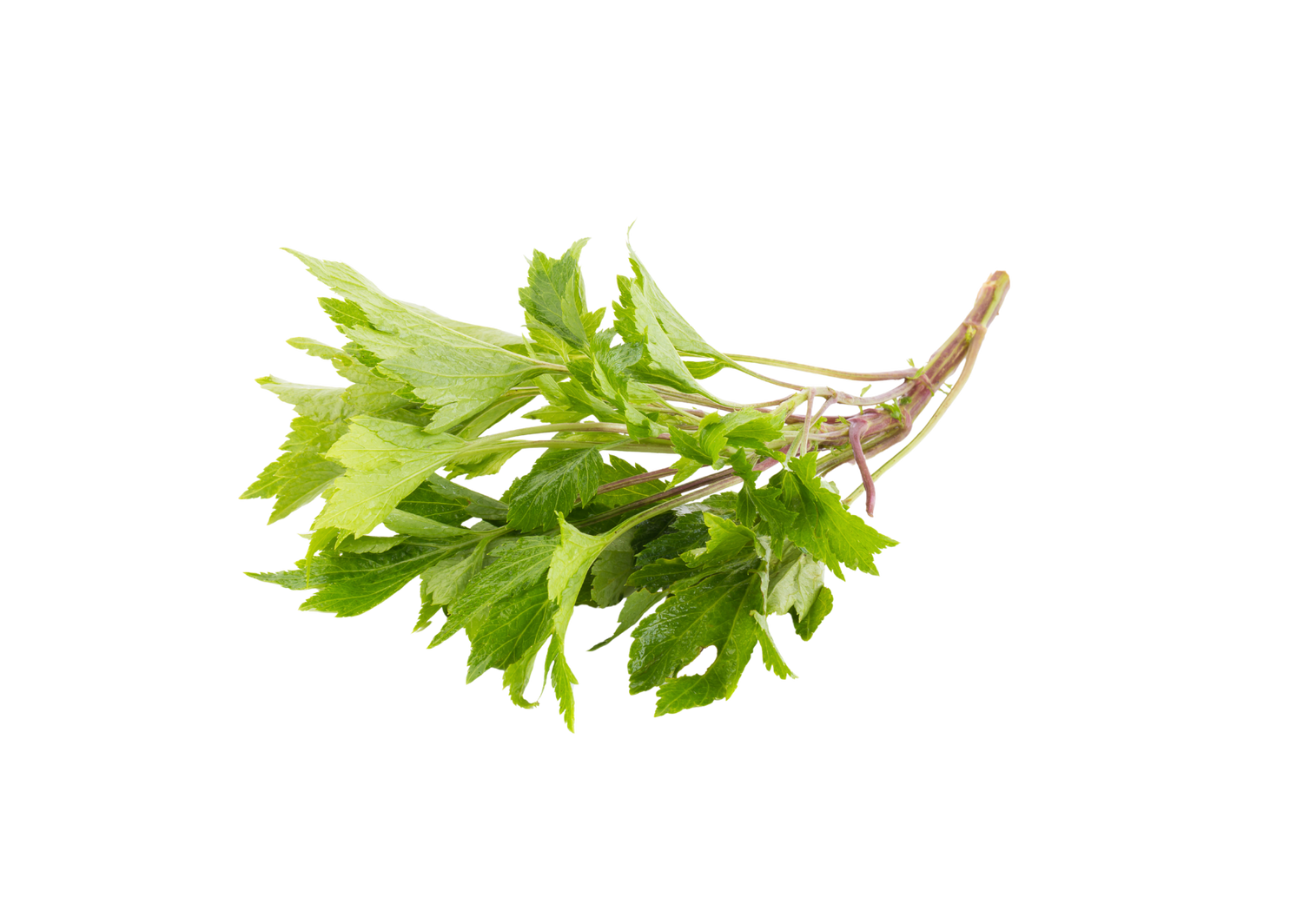 Mugwort