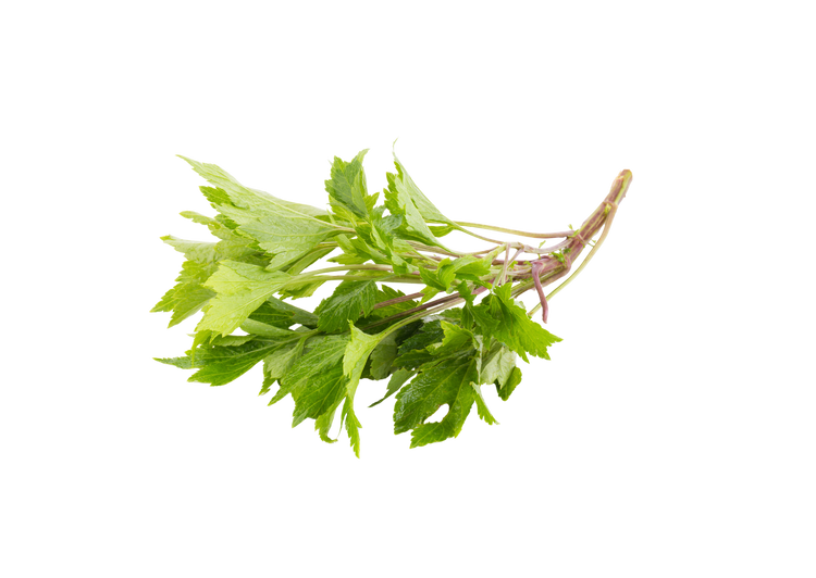 Mugwort