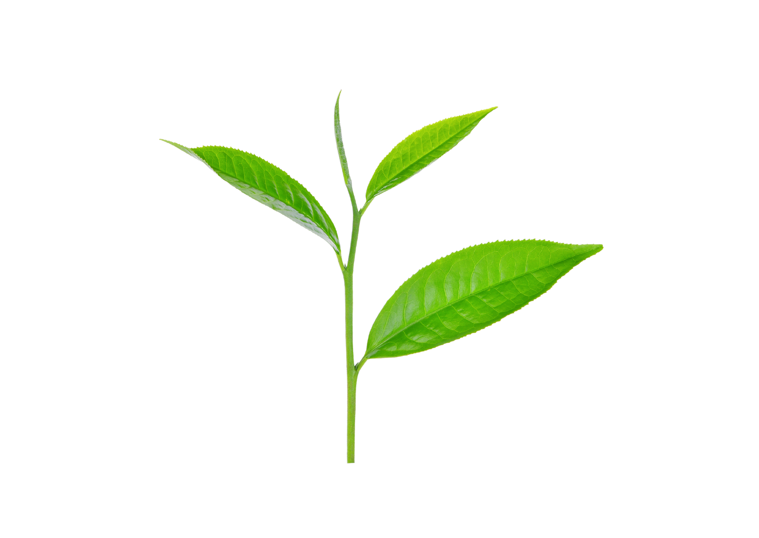 Tea tree