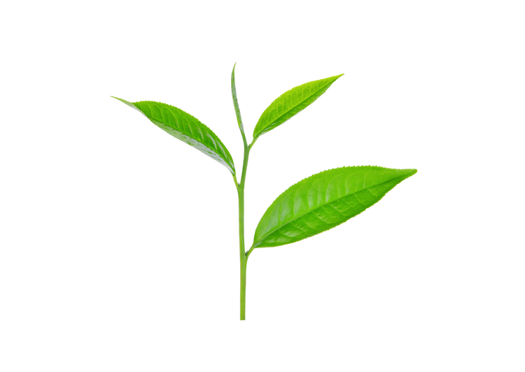 Tea tree