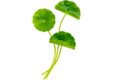 Centella Asiatica