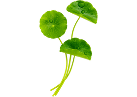 Centella Asiatica