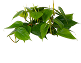 Heartleaf