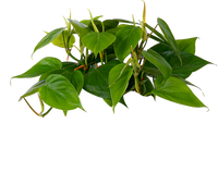 Heartleaf