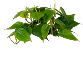 Heartleaf