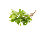 Mugwort