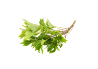 Mugwort