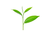 Tea tree